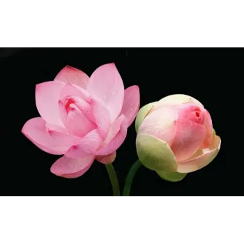 Lotus Flowers 